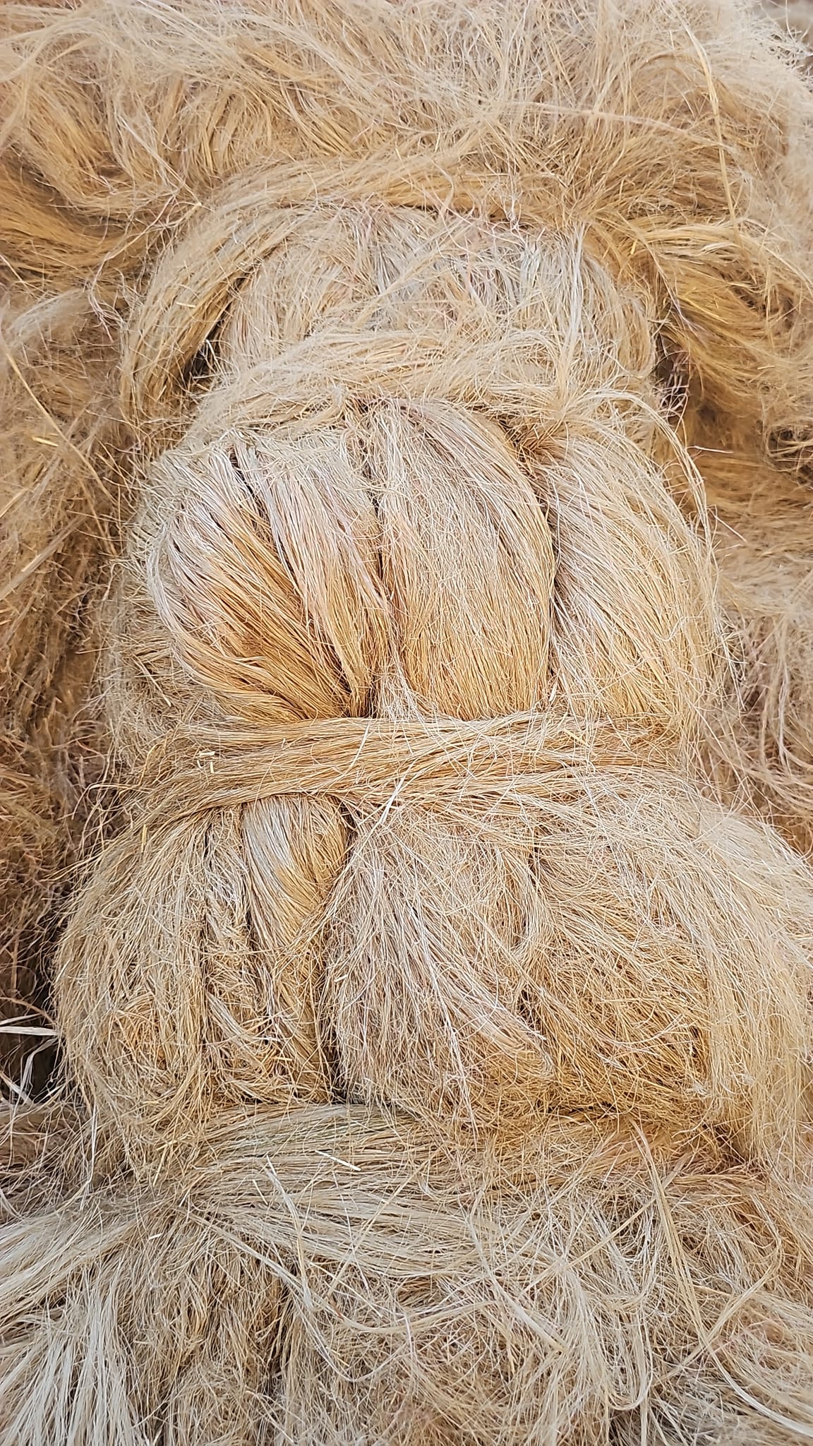 Egyptian scutched flax fiber — view 3